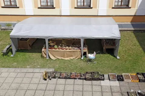 Výstava kaktusů a sukulentů (1)