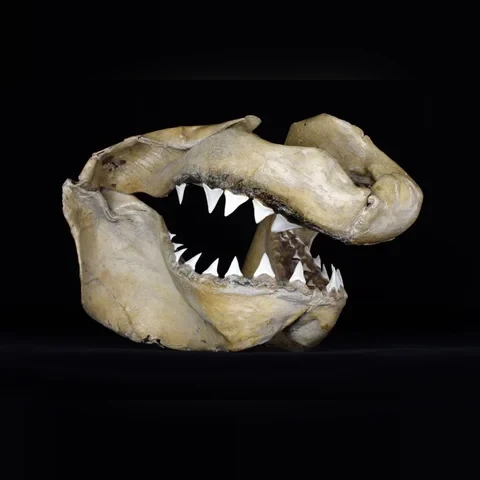 zo002354-carcharodon-carcharias-zralok-bily-celisti-cfaff08f6cc9