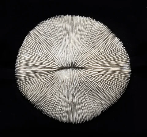 zo002432-fungia-echinata-houbovnik-obecny-c893c800abcf