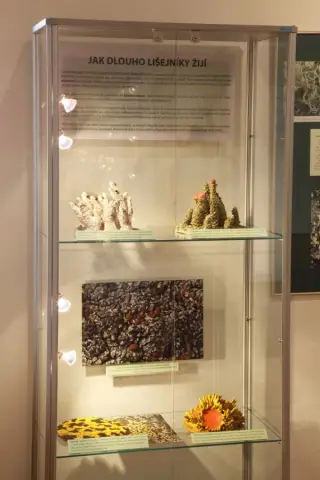 Tajemný svět lišejníků (13)