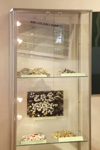 Tajemný svět lišejníků (14)