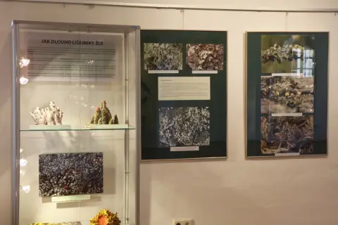 Tajemný svět lišejníků (8)