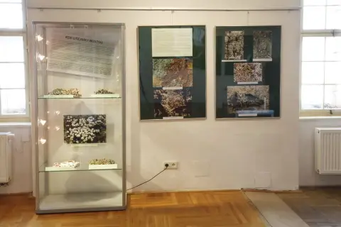 Tajemný svět lišejníků (9)