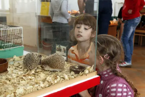 Výstava terarijních zvířat (7)