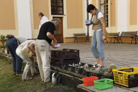 Výstava kaktusů a sukulentů (24)