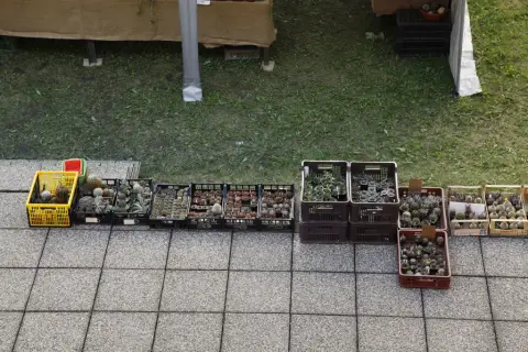 Výstava kaktusů a sukulentů (30)
